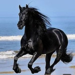 Meet your Posher, Dan